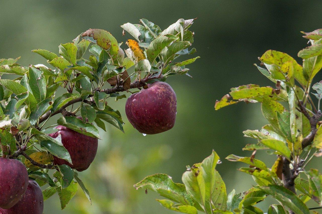 Obst | © Pixabay