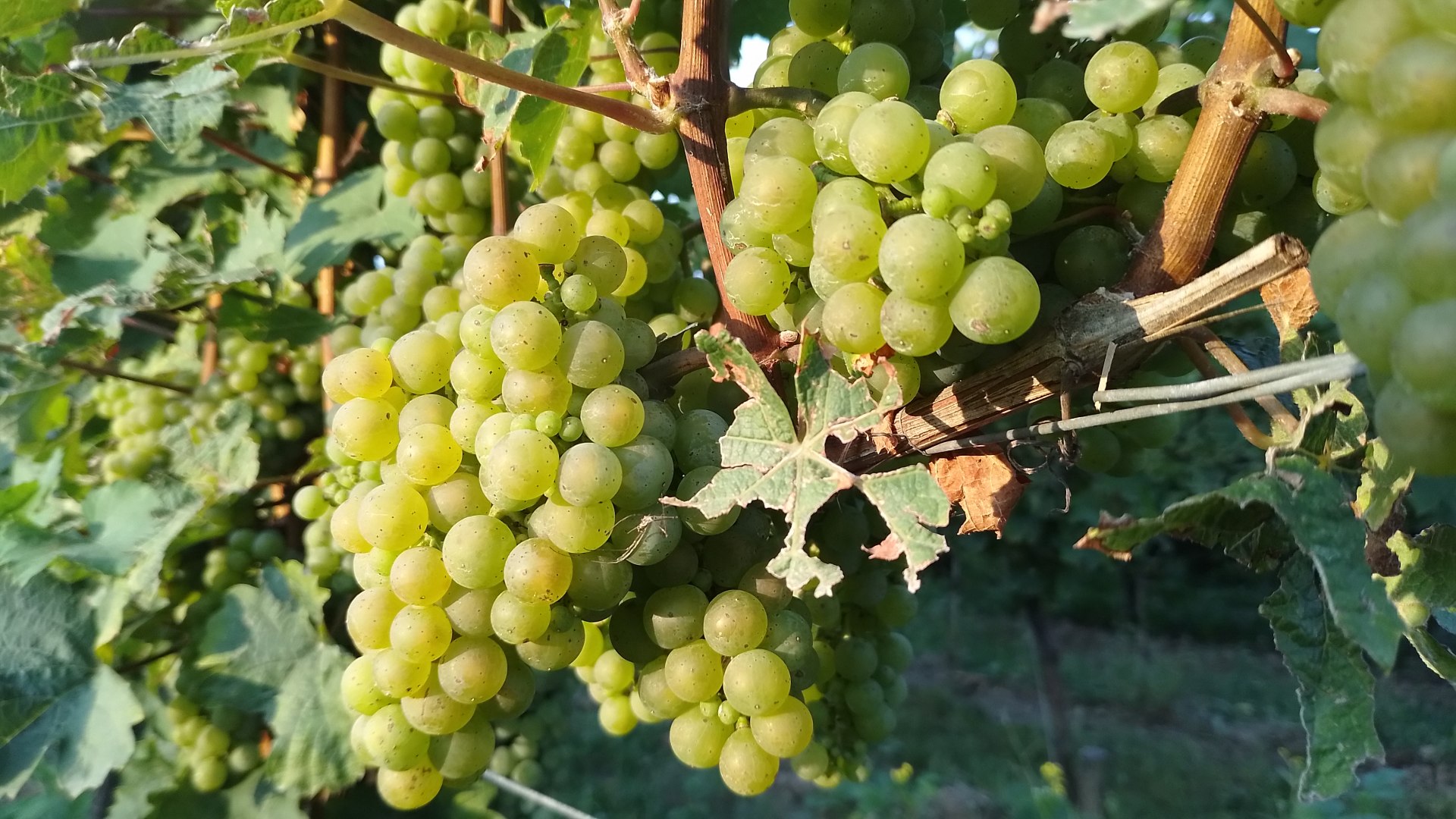 Weinreben 2024 | © Mittelrhein-Wein e. V.