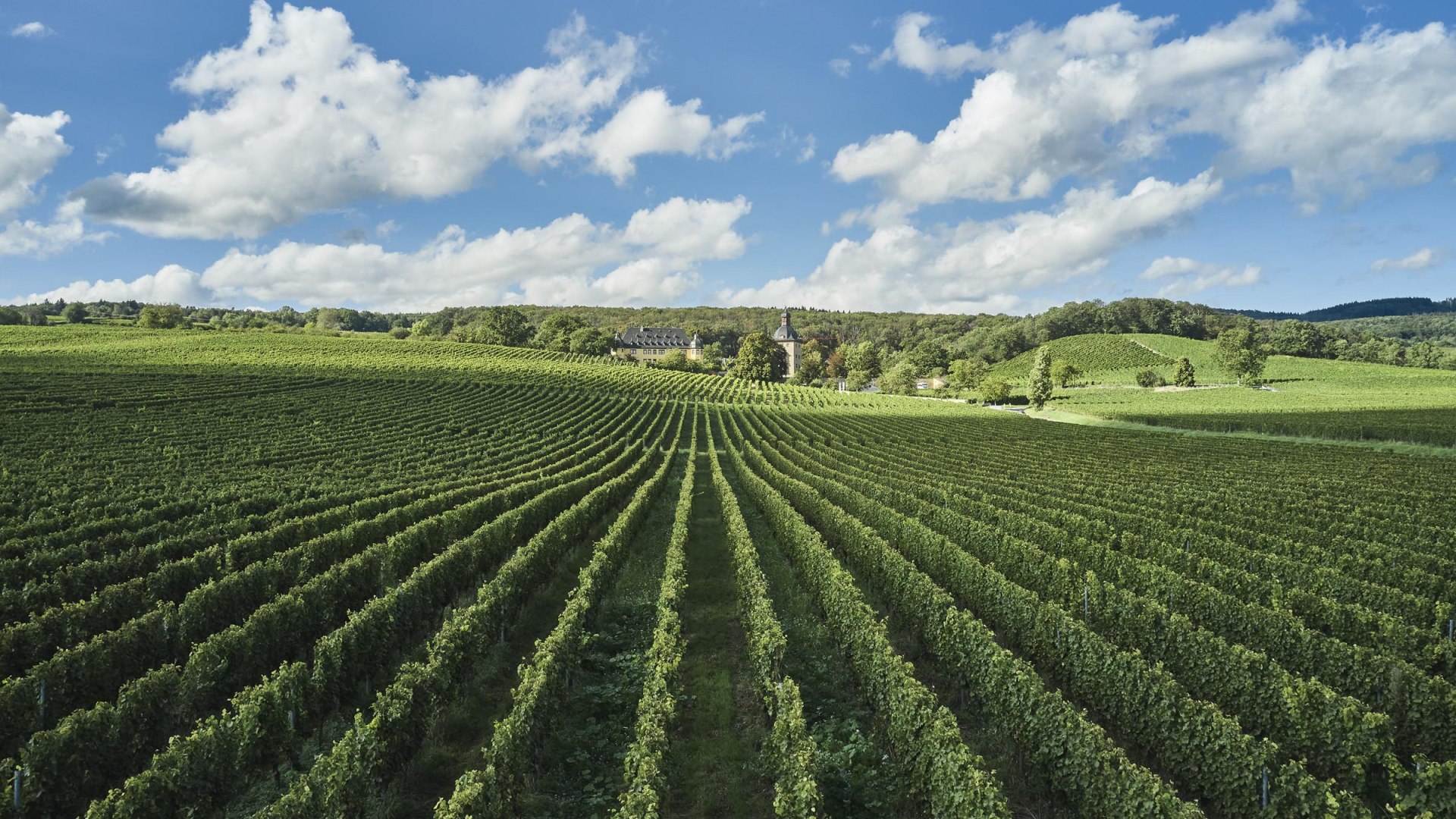 Weinberge Schloss Vollrads | © Hessen Tourismus, Roman Knie