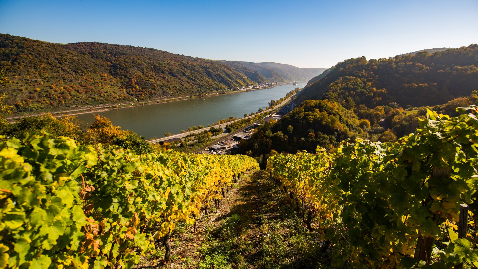 Weinberg bei Oberwesel | © Henry Tornow