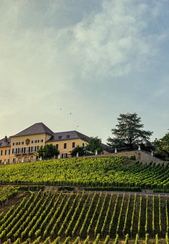 Schloss Johannisberg Weinberge | © Filmagentur Rheingau, Woody T.Herner