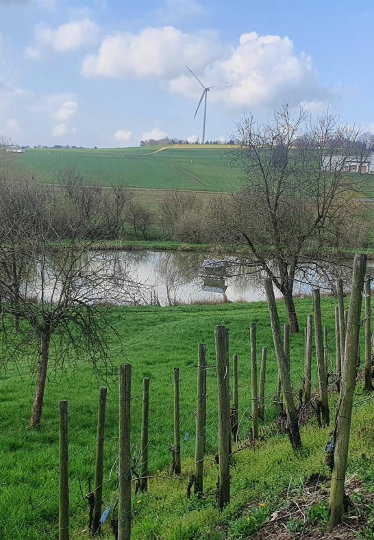 Weinberg am Teich | © T. Biersch