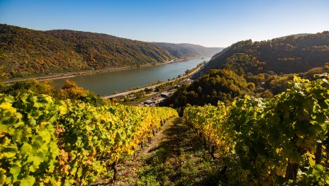 Weinberg bei Oberwesel | © Henry Tornow