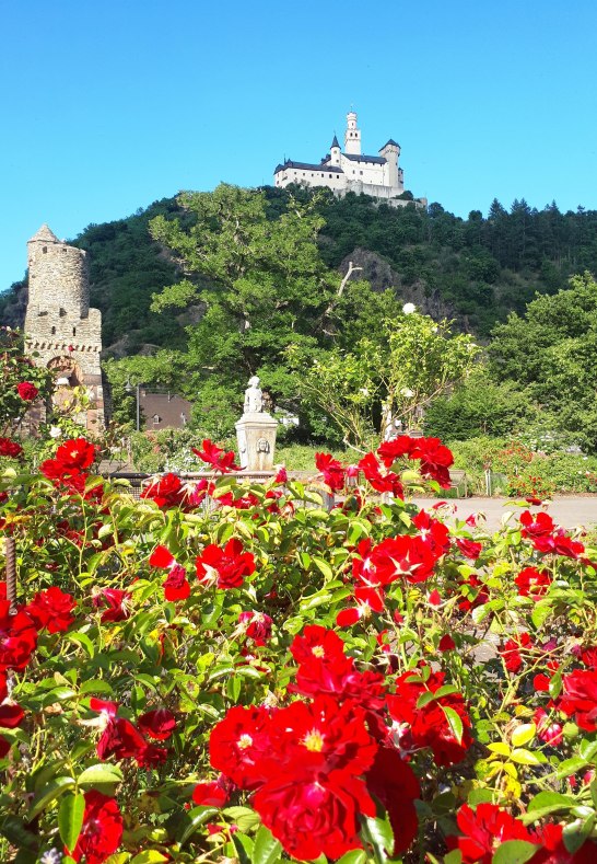 Rote Rosen | © Katharina Schattner