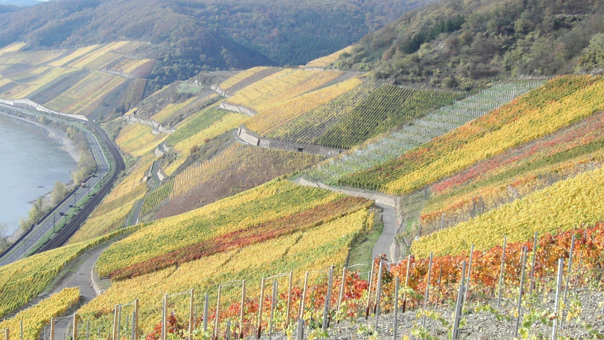 Bopparder Hamm Herbst | © Tourist Information Boppard