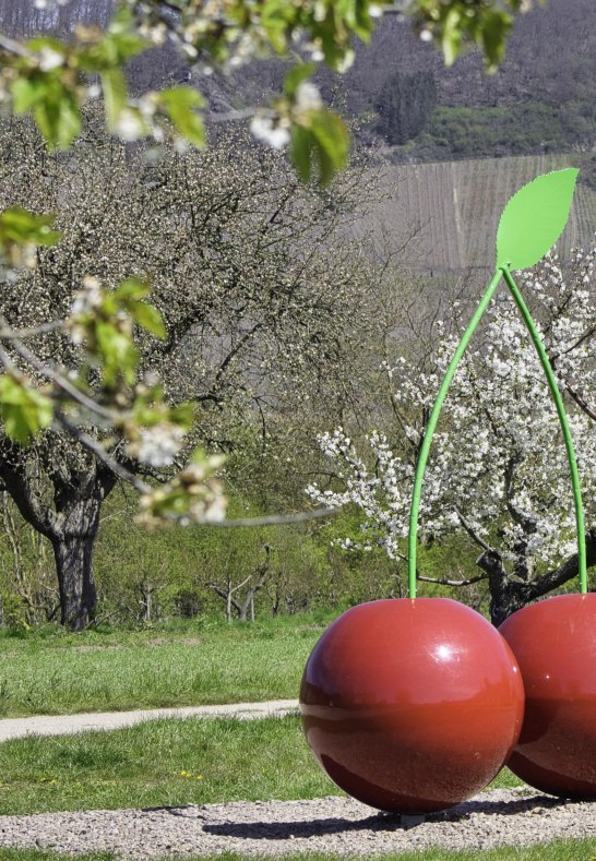 Kirschblüte | © Sebastian Reifferscheid