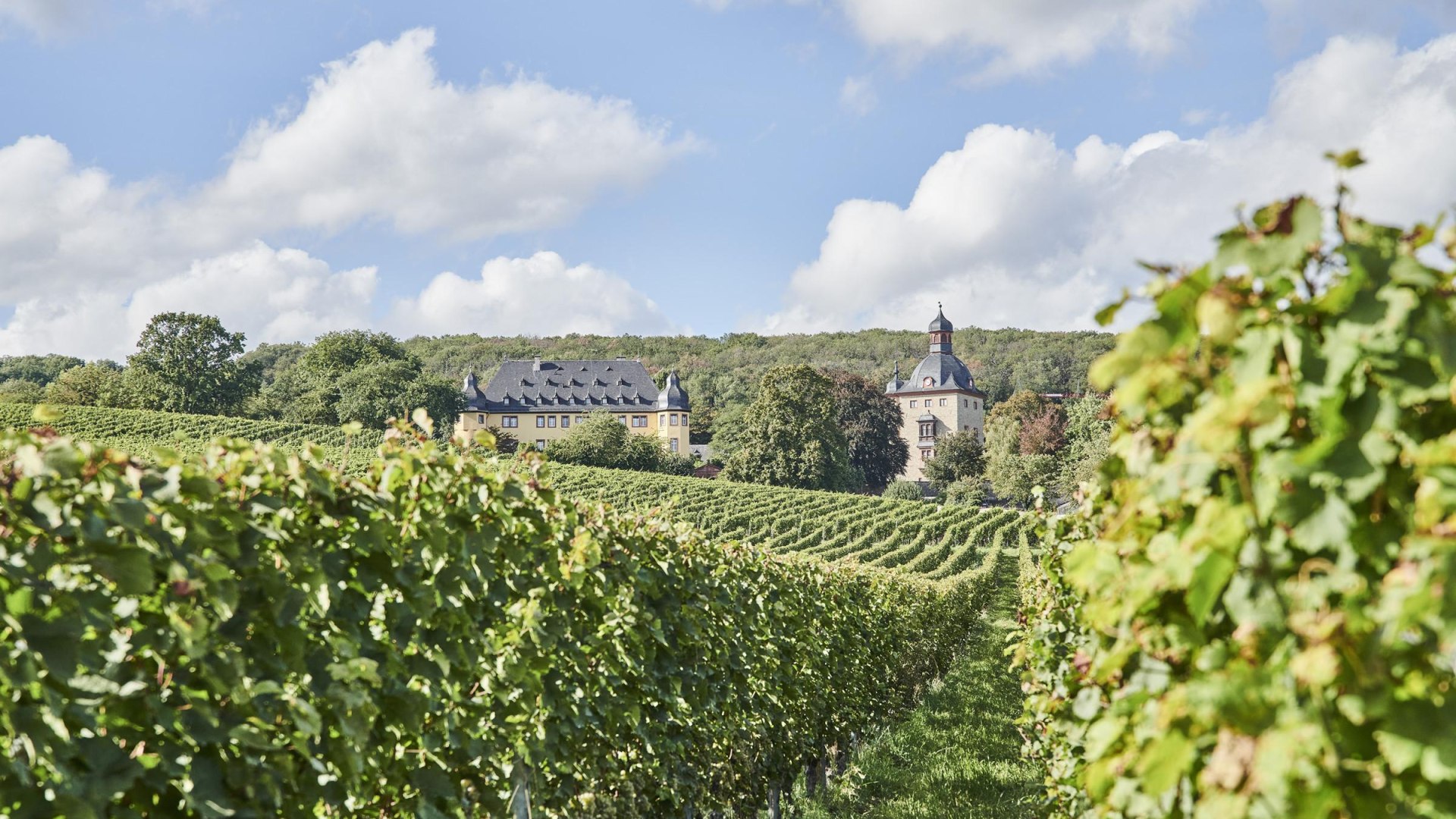 Schloss Vollrads Weinberge | © Hessen Tourismus, Roman Knie