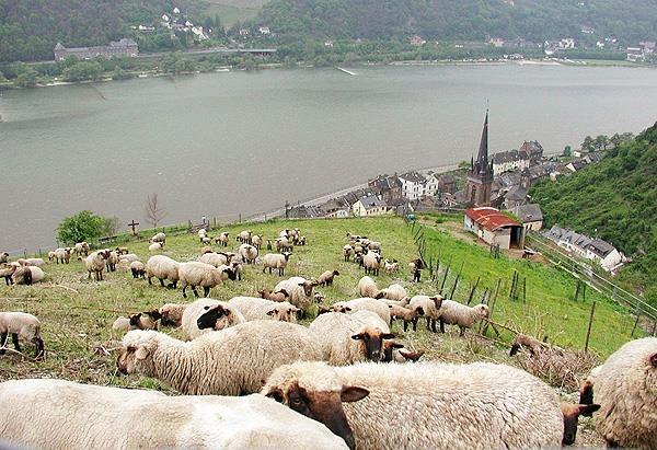 Schäferei Gierden | © Schäferei Gierden