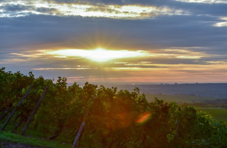 Weinberge | © Weingut Kurt Bug