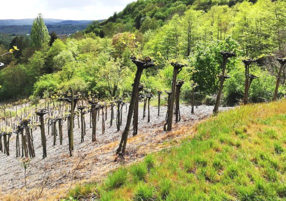 Bopparder Hamm Reben | © Tourist Information Boppard