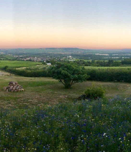 Weinberge Weingut | © Weingut Hof Rheinblick