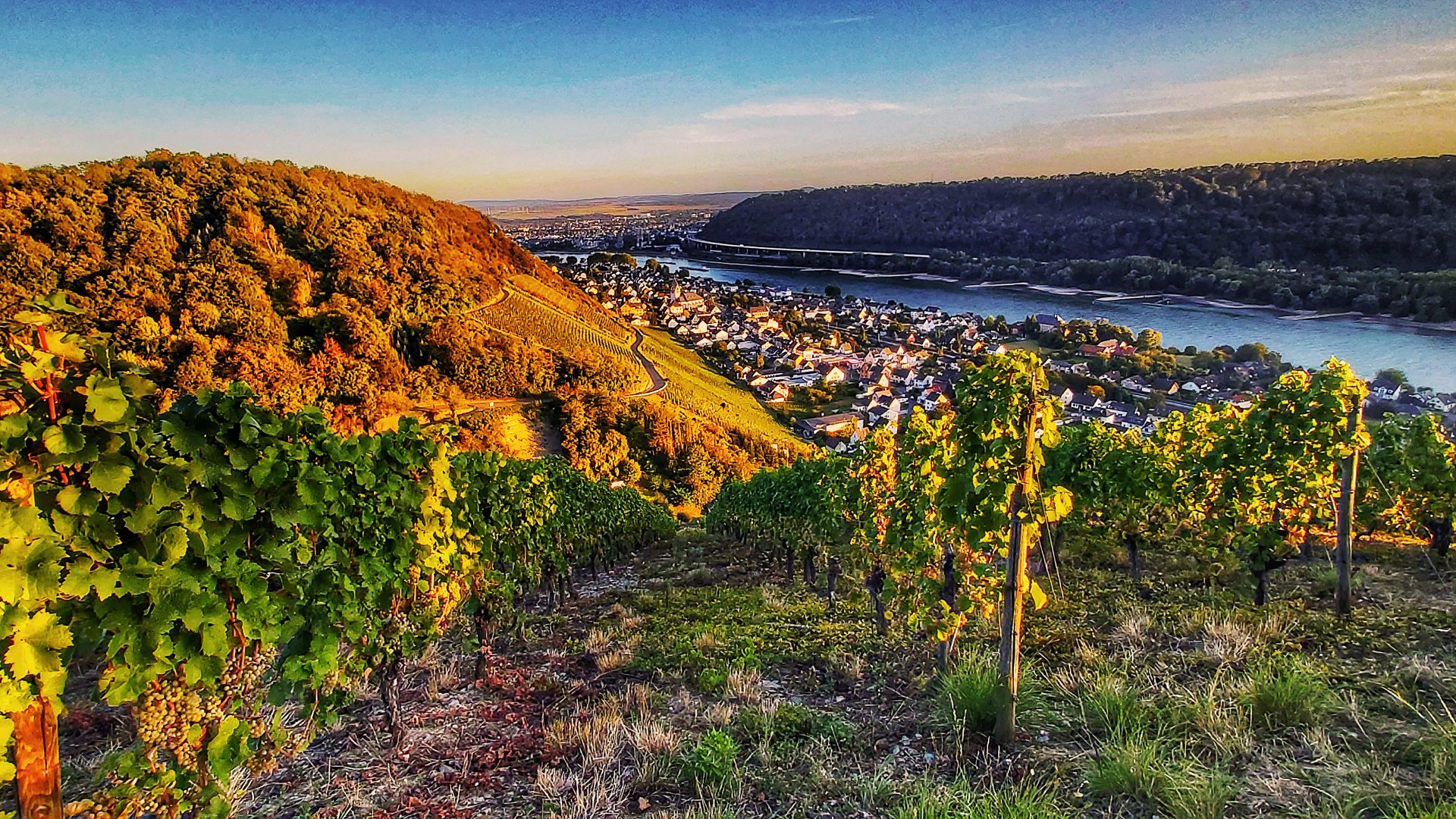 Best Vineyard View 2020: Nuerer Kopf, Leutesdorf | © Alexia Perrotti